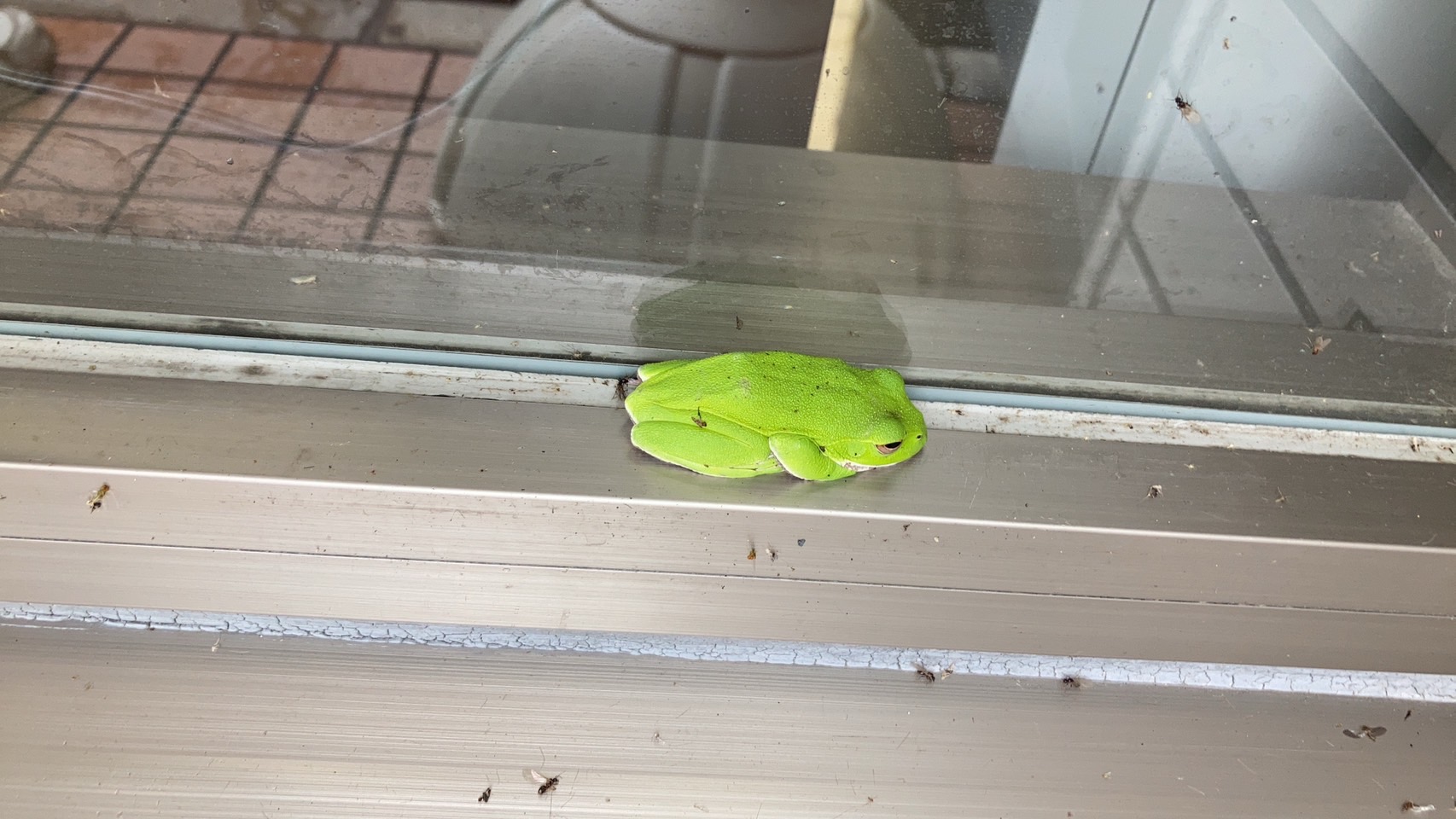 カエル